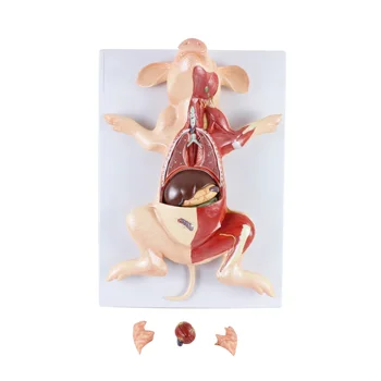 Высококачественная анатомическая модель свиньи, обучающая модель эмбриона свиньи из ПВХ, анатомическая модель животного для ветеринаров - Изображение 1  