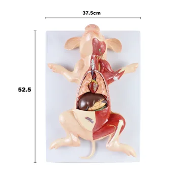 Высококачественная анатомическая модель свиньи, обучающая модель эмбриона свиньи из ПВХ, анатомическая модель животного для ветеринаров - Изображение 2  