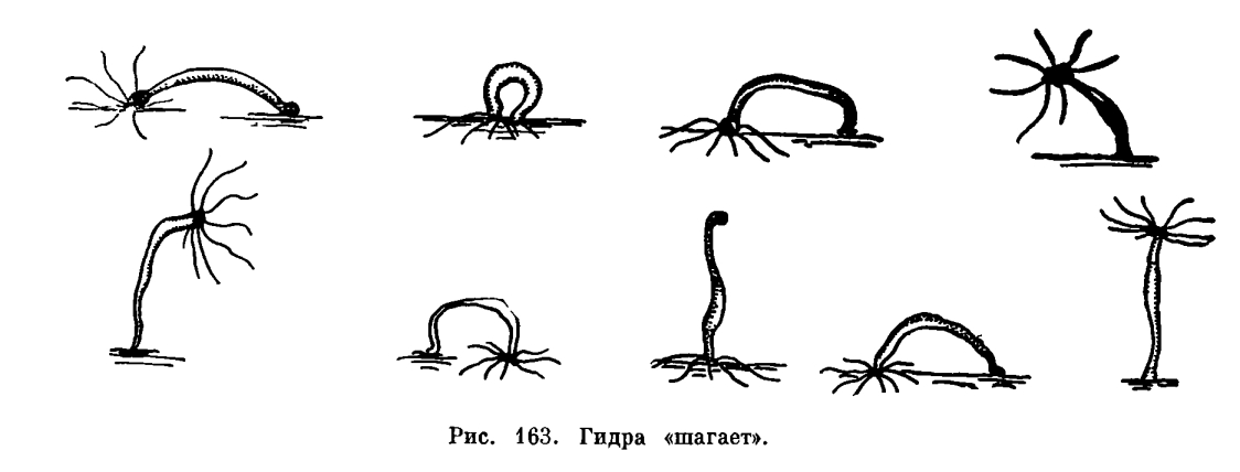 Кракен даркен